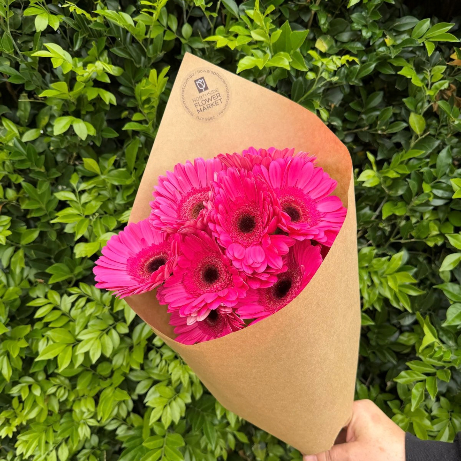 FRESH GERBRA BUNCH