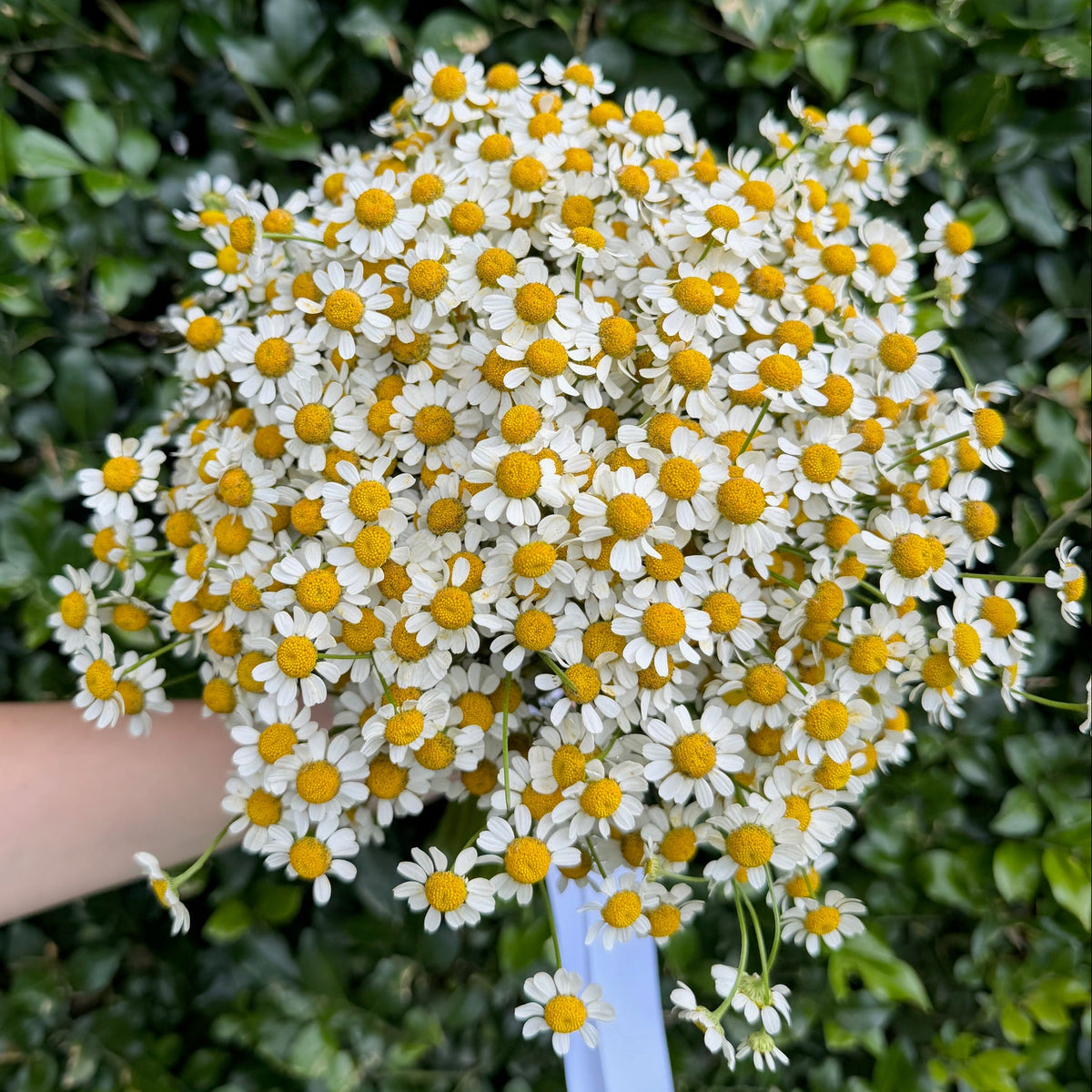 Bouquet of white matricaria flowers held against a green leafy background