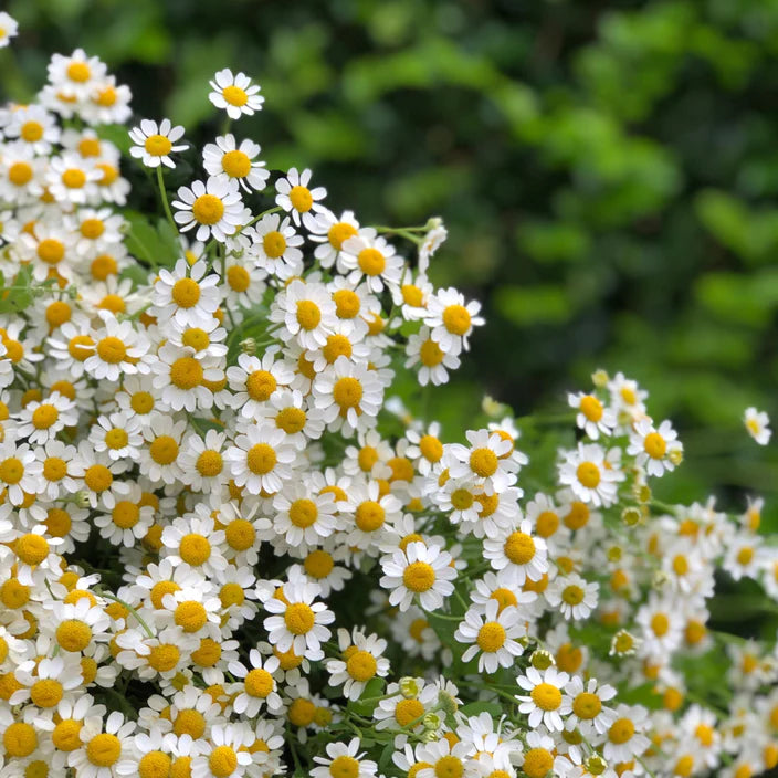 MATRICARIA (CHAMOMILE) MARKET BUNCH