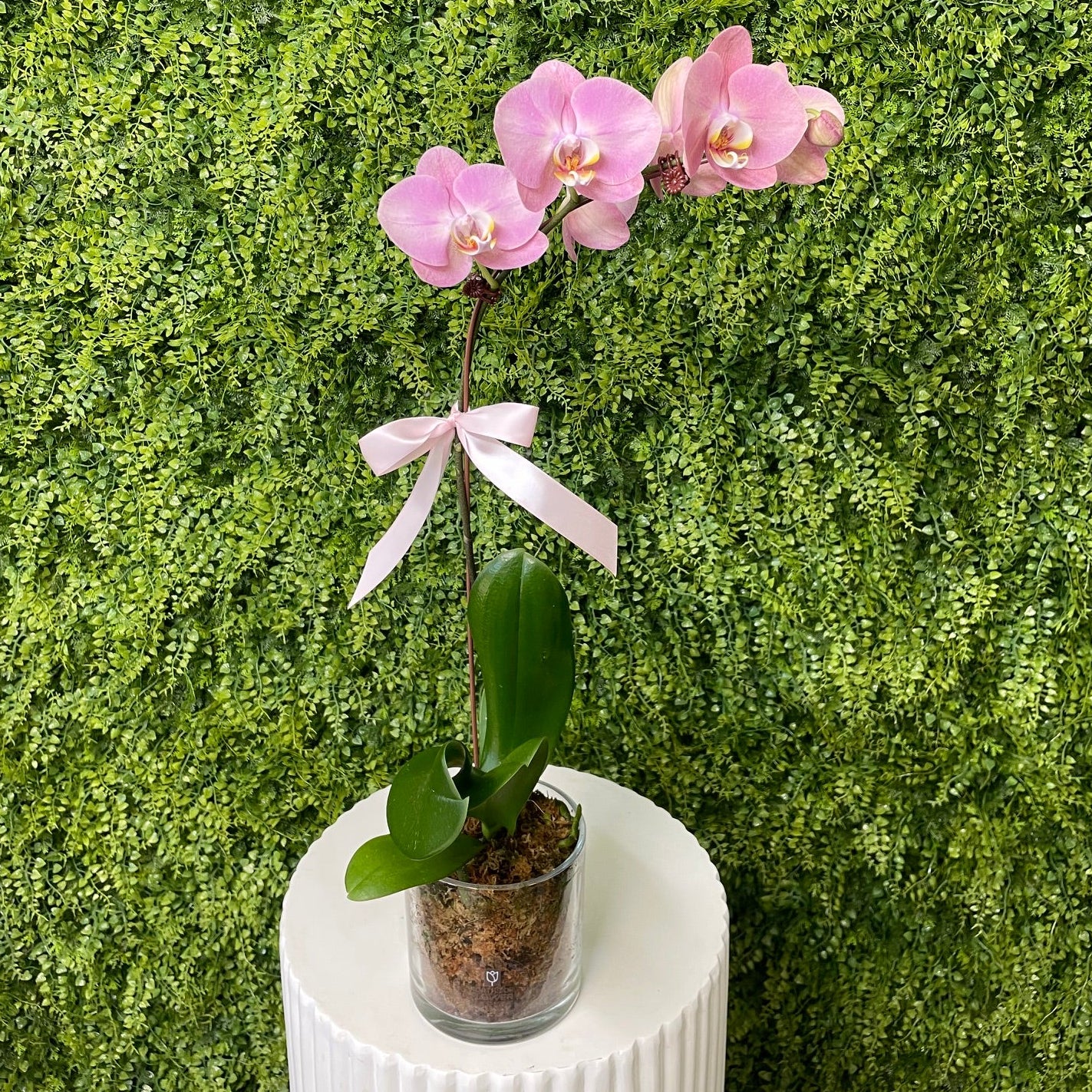 PHALAENOPSIS ORCHID
