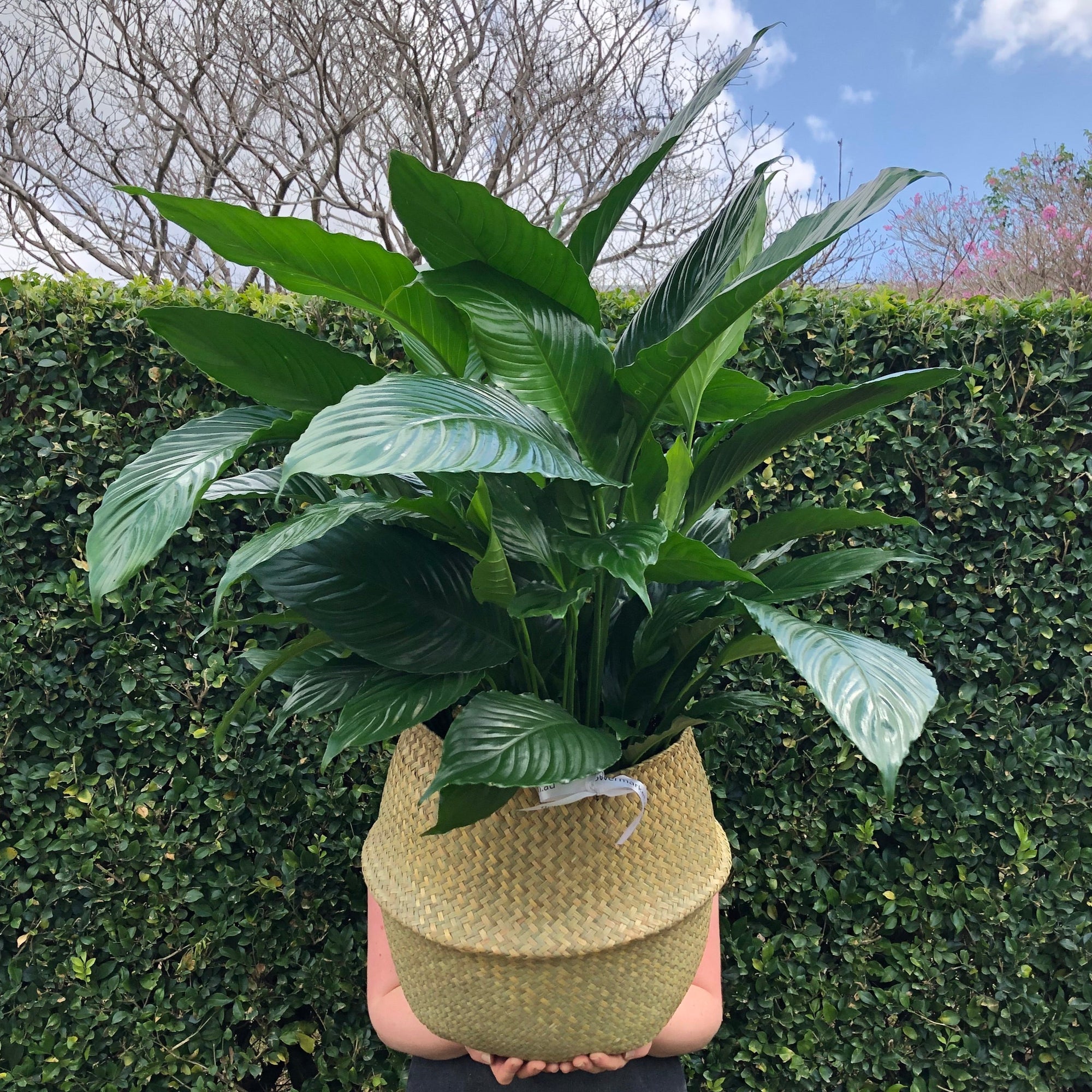 SPATHIPHYLLUM (PEACE LILY) - Large