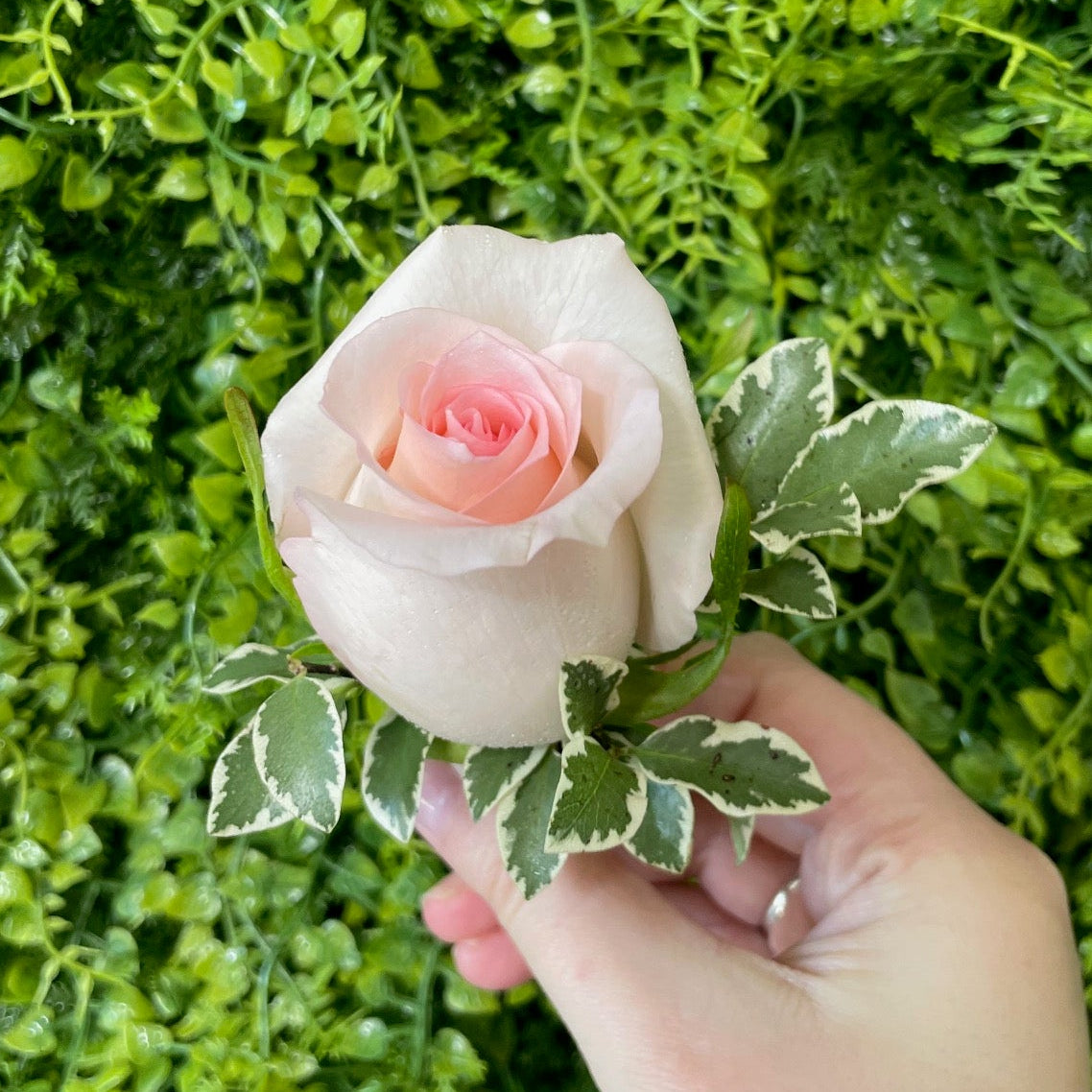 BUTTONHOLE