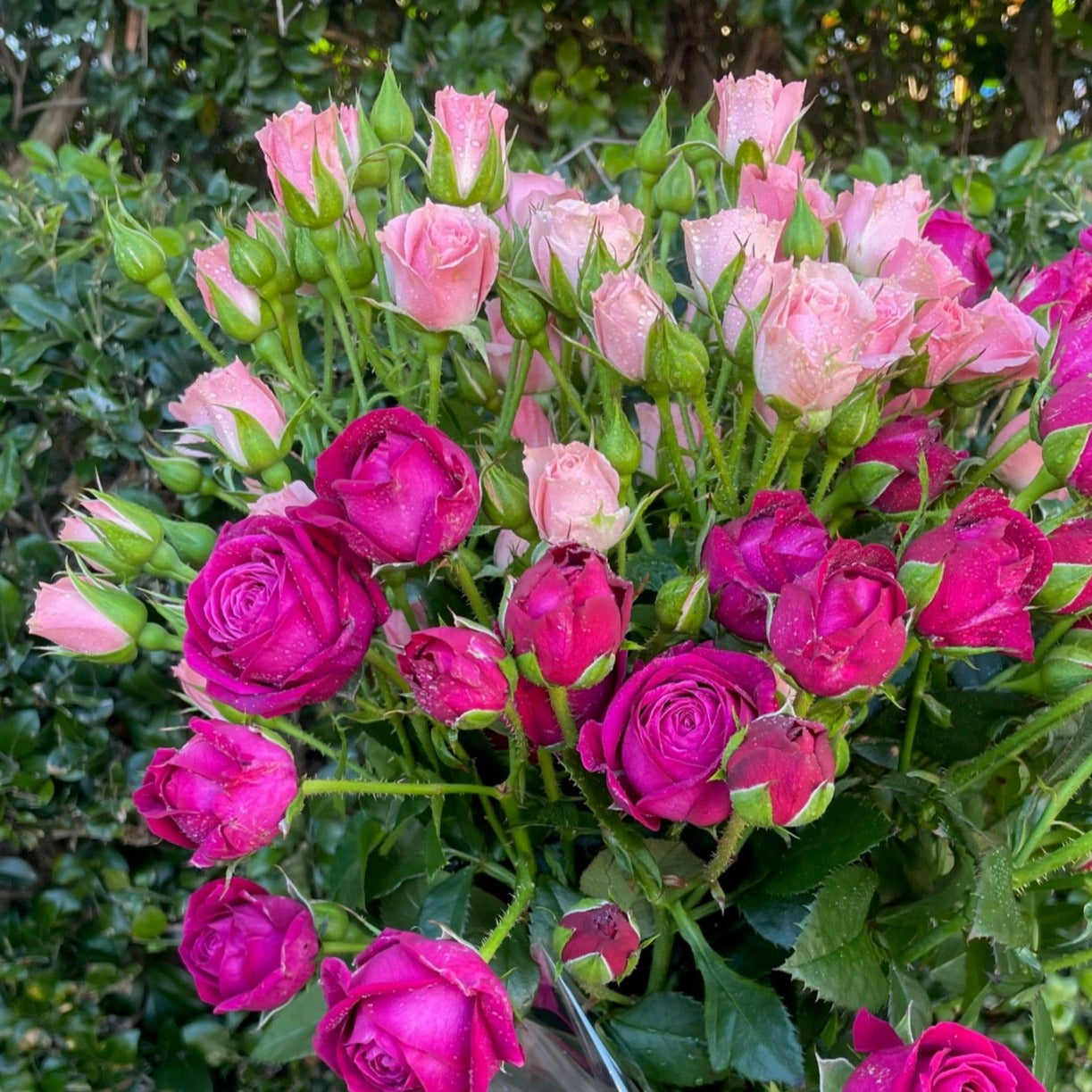 FRESH SPRAY ROSE BUNCHES