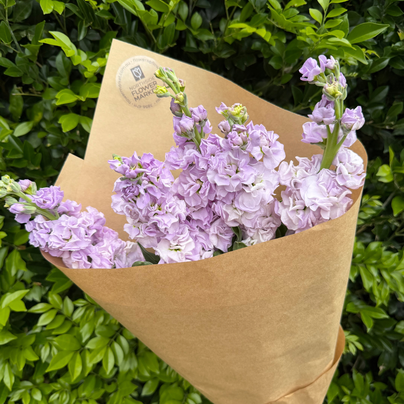 FRESH STOCK BUNCHES