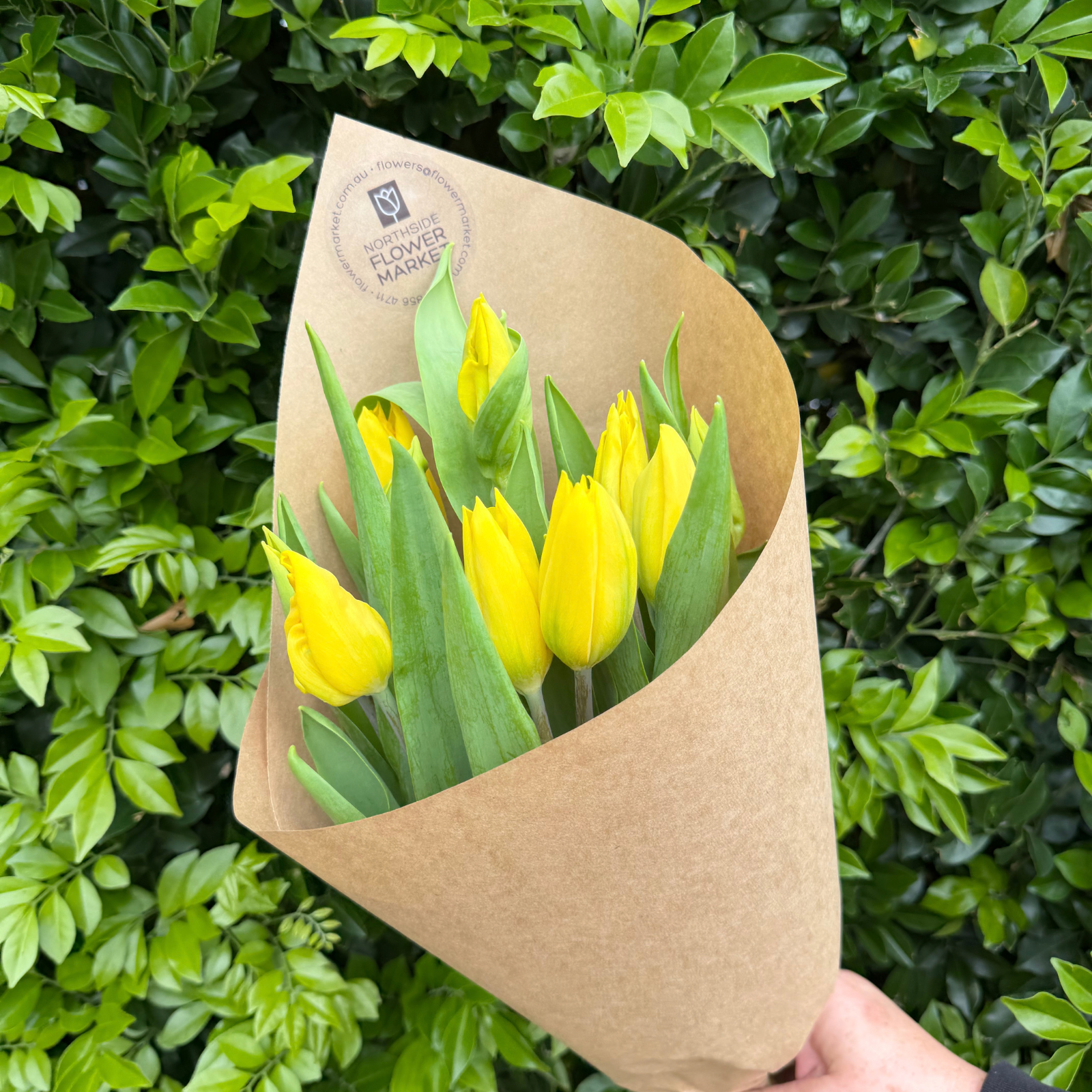 FRESH TULIP BUNCH