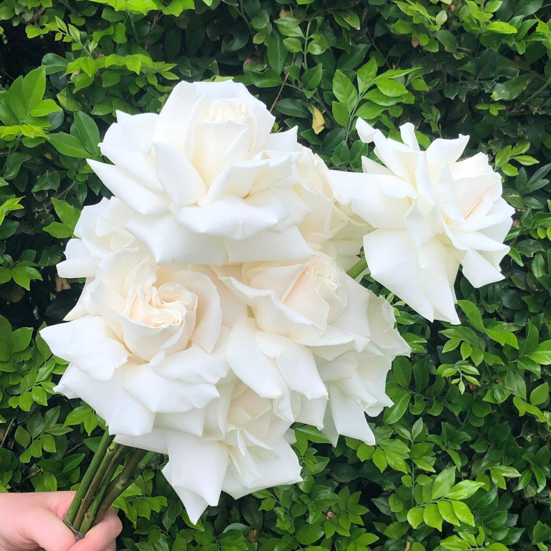 WHITE REFLEXED ROSE WEDDING BOUQUET - Northside Flower Market