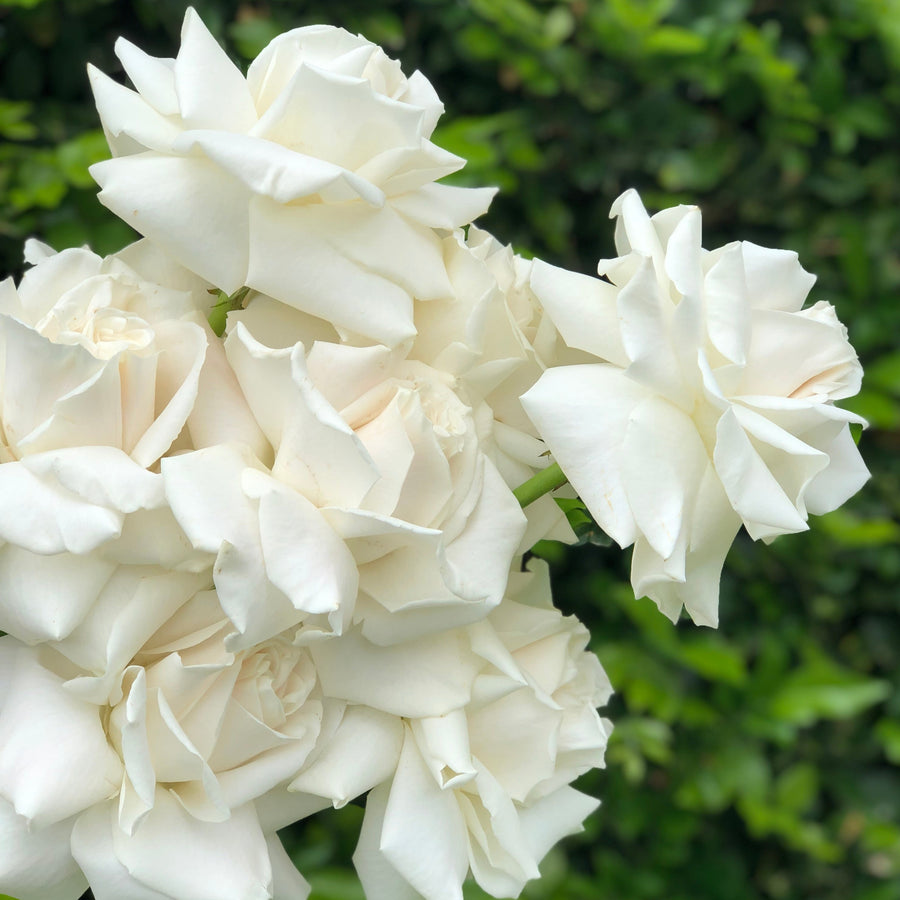 WHITE REFLEXED ROSE WEDDING BOUQUET - Northside Flower Market