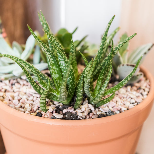 SUCCULENT BOWL Northside Flower Market