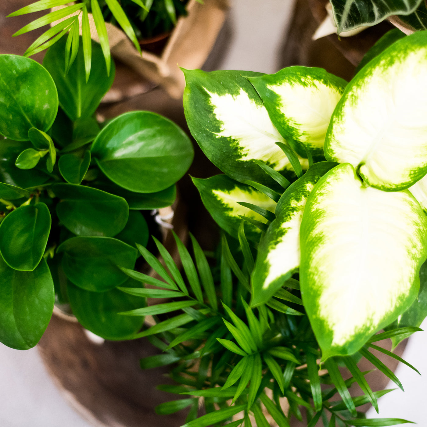 Plant Subscription delivered weekly in Brisbane