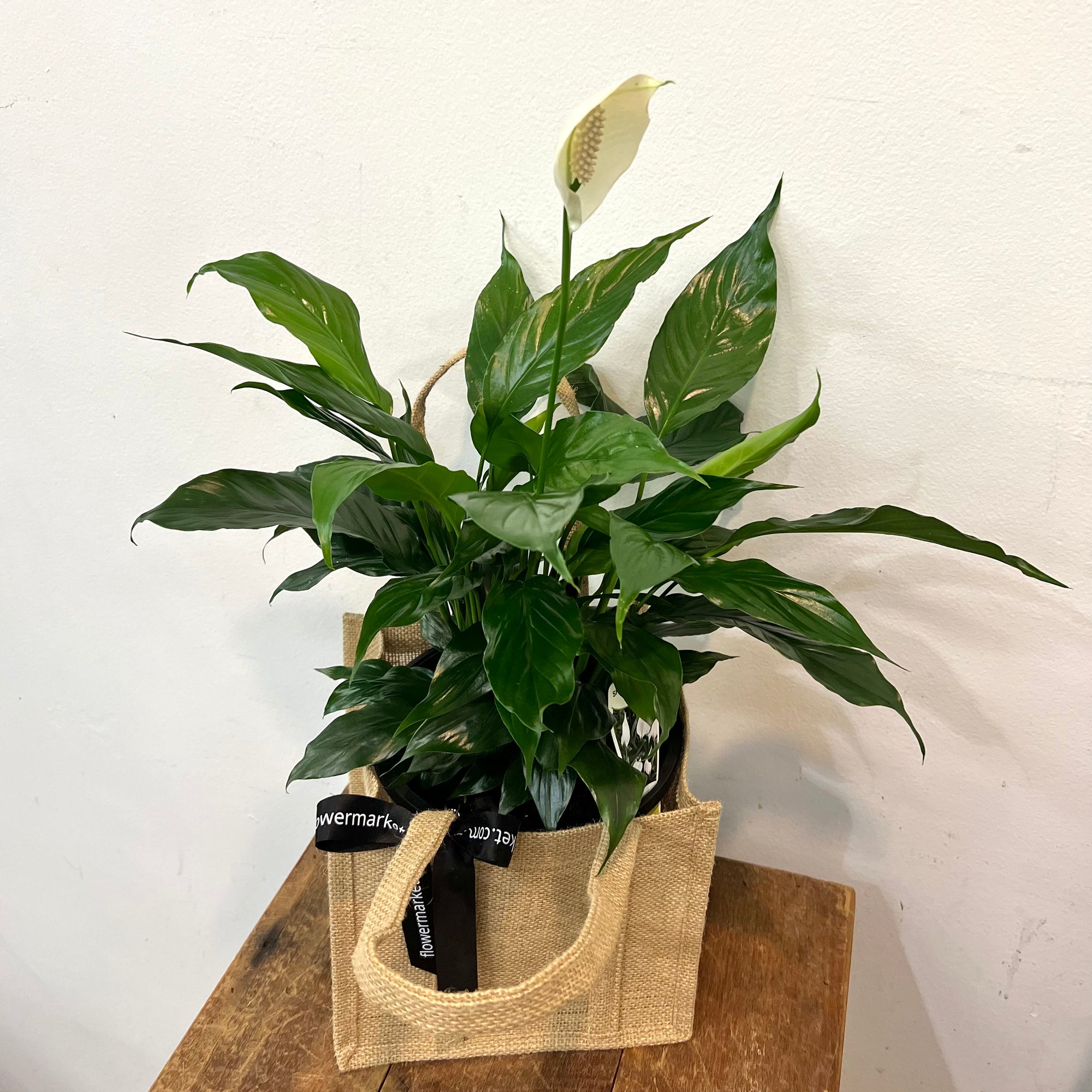SPATHIPHYLLUM (PEACE LILY)