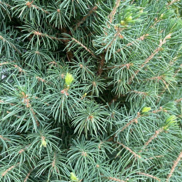 LIVE CHRISTMAS TREES