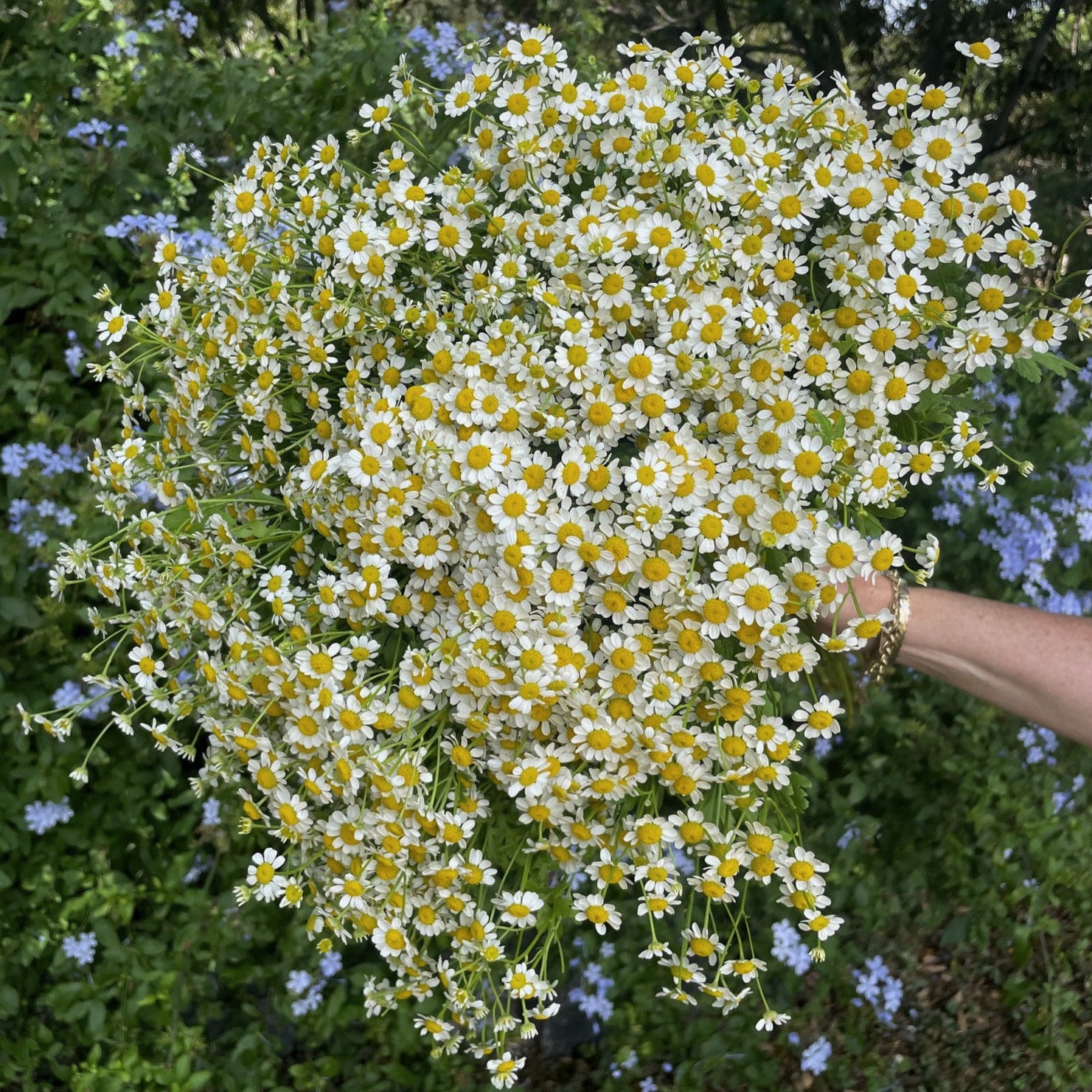 MATRICARIA MARKET WRAP