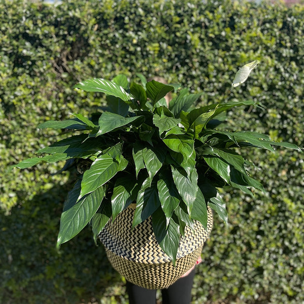 Plants Brisbane Northside Flower Market