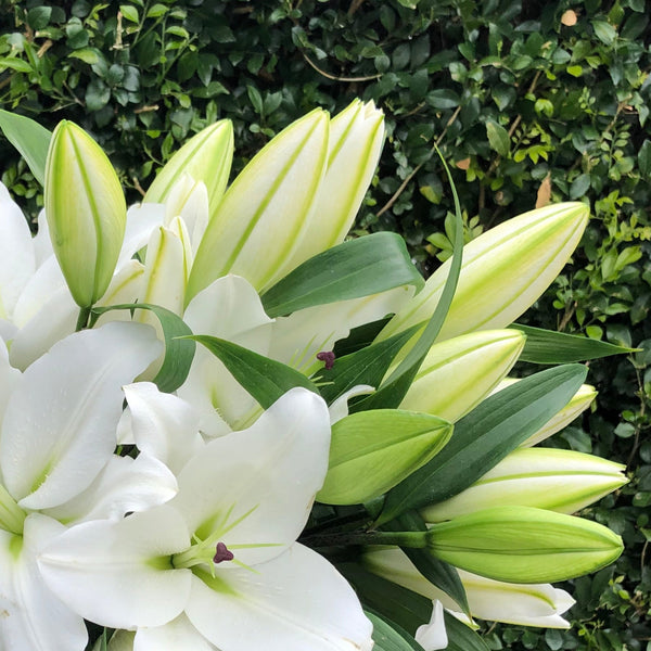 Market Flowers Brisbane Northside Flower Market