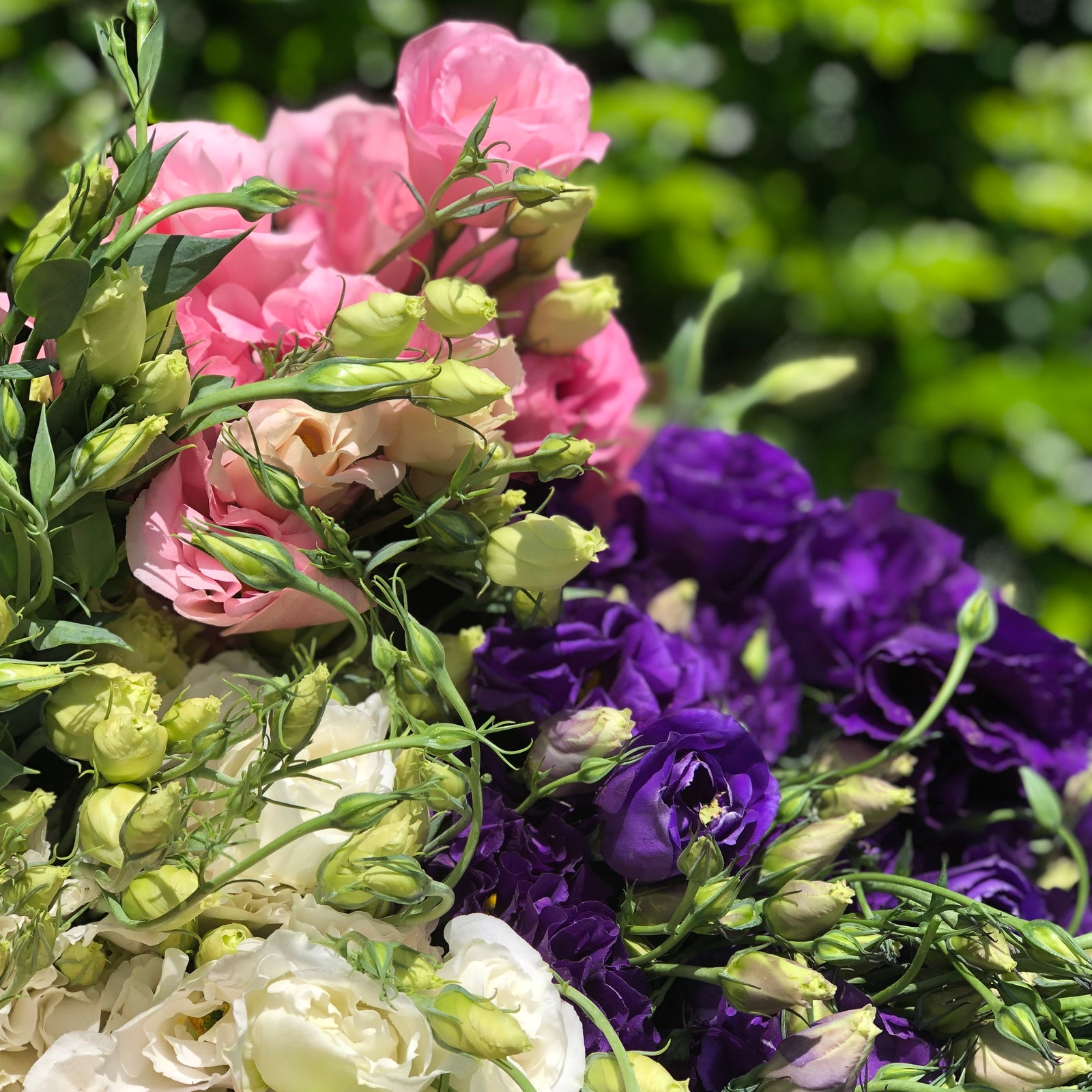Market Flowers Brisbane Northside Flower Market