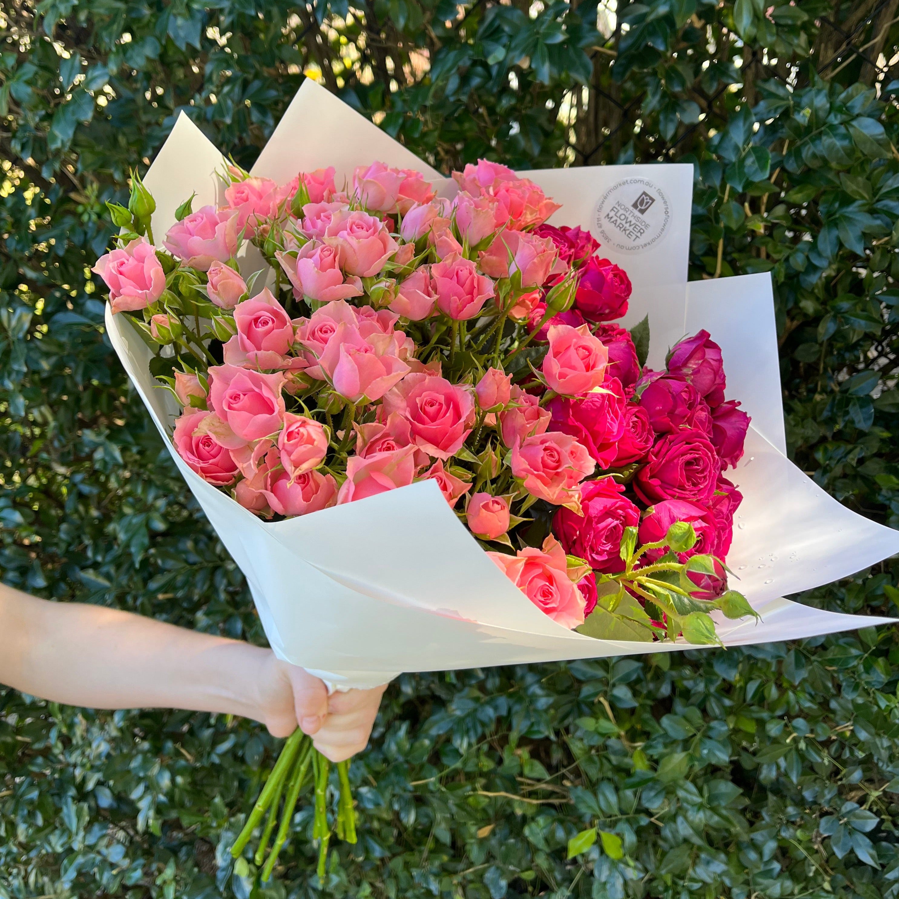 Northside Drive Roses Best Flowers Brisbane Northside at David Sells blog